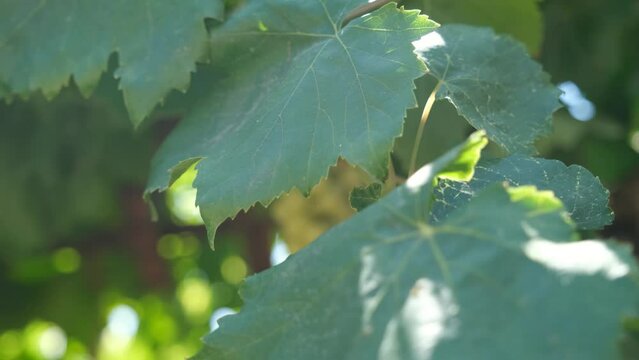 Natural, organic grapes and vine leaves in the vineyard	
