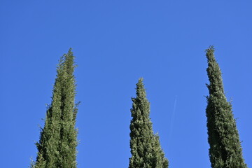 Fondo natural con varias copas de arboles en tonor verdes, con cielo azul intenso de fondo