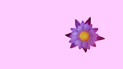 Isolated water lily with clipping paths on purple background
