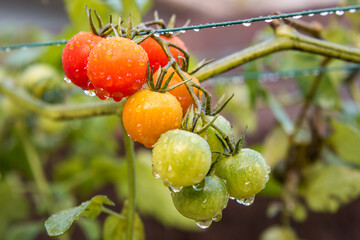 Close up of grape tomatoes on a rainy day in south of France