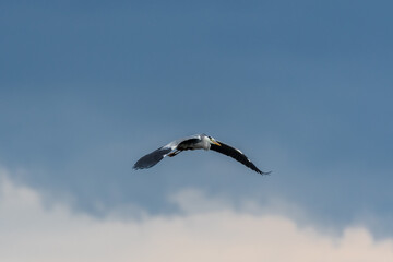 Gray heron (Ardea cinerea) large water bird, male in mating robe during daytime flight.