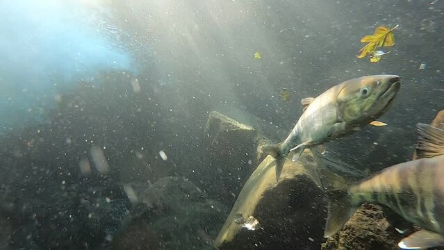 Underwater video of chum salmon in Rausu, Shiretoko, Hokkaido