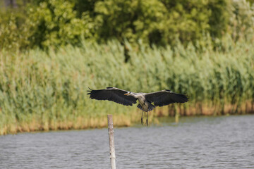 White stork (Ciconia ciconia) - a large water bird with gray plumage, the bird lands with spread wings on a branch protruding from the water. A pond with reeds on the shore on a sunny day.