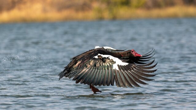 Spur-winged Goose taking off from dam