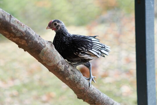 Bantum chick on a branch