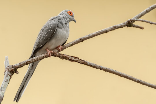 Diamond dove (Geopelia cuneata) is a species of small bird from the columbidae family, inhabiting endemic Australia. The bird sits on a dry branch.