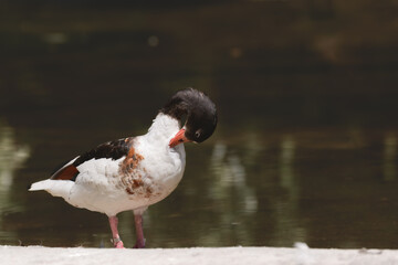 Common shelduck (Tadorna tadorna) A medium-sized water bird, female in a juvenile coat. The bird cleans feathers while standing by the water on the edge of the pond.