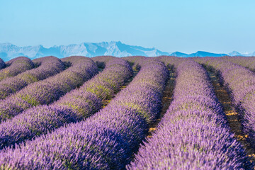 Scenic view of a lavender field in Provence, south of France