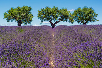 Scenic view of lavender field in Provence with three almond trees in summer daylight