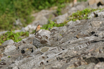 Northern wheatear (Oenanthe oenanthe) male, a small colorful migratory bird. The bird stands on the rocky shore of the lake.
