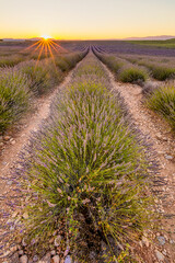 Scenic view of lavender field in Provence against yellow sunset