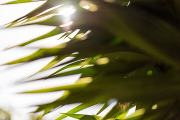 Close-up view of palm tree leaves with sun beam passing through