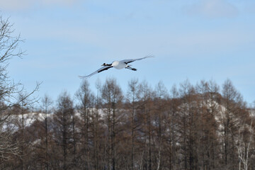 Bird watching, red-crowned crane, in
 winter