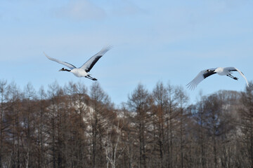 Bird watching, red-crowned crane, in
 winter