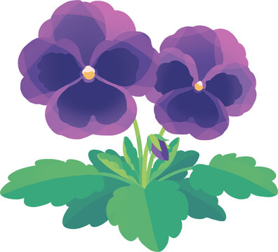 紫のパンジー