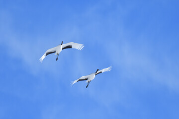 Bird watching, red-crowned crane, in
 winter