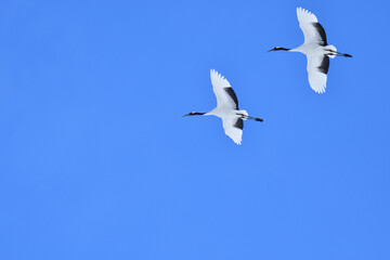Bird watching, red-crowned crane, in
 winter