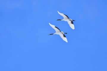Bird watching, red-crowned crane, in
 winter