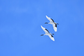 Bird watching, red-crowned crane, in
 winter