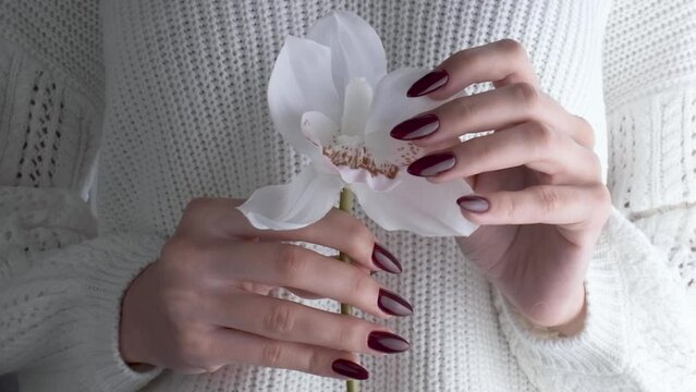 Beautiful hands of a young woman with dark red manicure on nails. Orchid flower in a girl's hands