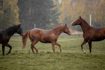 Beautiful young horses gallop across the green field
