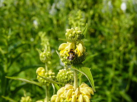Syrisches Brandkraut Phlomis Russeliana mit gelben Bl&uuml;ten und kleiner Biene . Insekt sucht Nektar . Pollen suchende Waldbiene oder Hummel an einer Brandkraut Blume mit gelben Bl&uuml;ten . Bee friendly bed