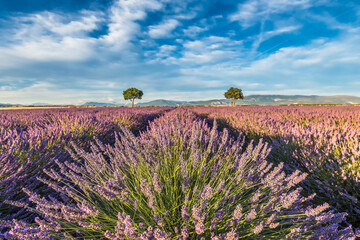 Scenic view of lavender field with two almond trees during warm summer sunset in Provence south of France