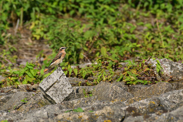 Northern wheatear (Oenanthe oenanthe) male, a small colorful migratory bird. The bird stands on the rocky shore of the lake.