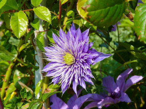 Clematis "Multi Blue" Waldrebe mit violetter lila Bl&uuml;te und Spitzen Bl&uuml;tenbl&auml;ttern . BuGa Bundesgartenshow 2011 Krefeld . Lilac violet herbs in spring .