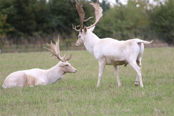 Stag and Deer in the Park