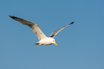 Seagull flying against summer sky
