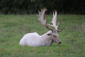 Stag and Deer in the Park