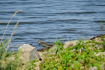 Northern lapwing (Vanellus vanellus) A medium-sized migratory bird with black and white plumage. A male in a mating robe with a tip on his head. The bird sits by the water at the edge of the lake.