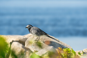 White wagtail (Motacilla alba), a small bird with gray plumage, stands on a rock on the shore of a lake.