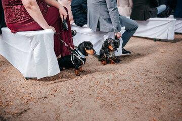 Zwei Dackel auf einer Hochzeit