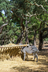 Fototapeta na wymiar Zebra eats from the trough with hay
