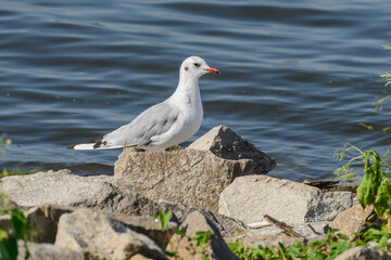 Black headed gull (Chroicocephalus ridibundus) a bird in a juvenile coat, medium-sized bird with light plumage. The bird stands on the rocky shore of the lake.