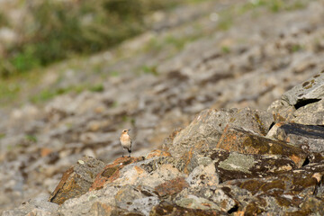 Northern wheatear (Oenanthe oenanthe) female, a small colorful migratory bird. The bird stands on the rocky shore of the lake.