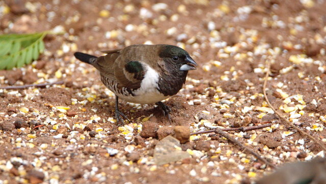 Bronze mannikin (Spermestes cucullata)  on the ground, eating bird seed, in a backyard in Pretoria, South Africa
