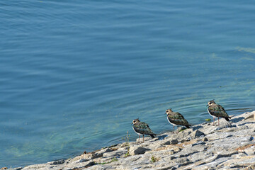 Northern lapwing (Vanellus vanellus) A medium-sized migratory bird with black and white plumage. The mating males with their tops on their heads sit by the water by the lake shore.