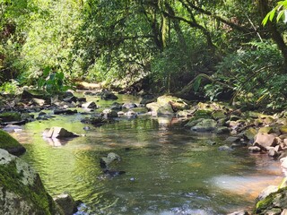 arroio na mata nativa, selva, água cristalina