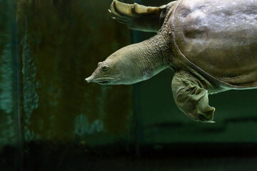 The Chinese Trionyx turtle Pelodiscus sinensis swimming in the aquarium close up