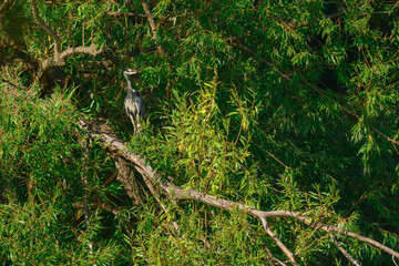 Gray Heron (Ardea cinerea) - a large water bird with gray plumage and a long neck. The bird stands on a tree branch and looks around among the green branches.