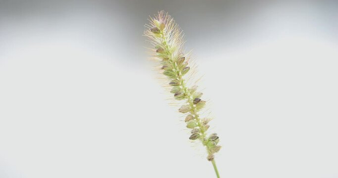 Dreamy macro footage of a single green foxtail (Setaria viridis) swinging in a wind with a bright blurry background