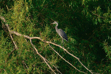Gray Heron (Ardea cinerea) - a large water bird with gray plumage and a long neck. The bird stands on a tree branch and looks around among the green branches.
