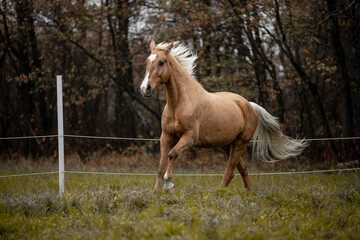 Obraz na płótnie Canvas A beautiful horse gallops across a green field
