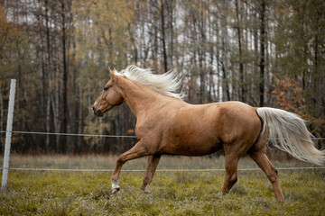 A beautiful horse gallops across a green field