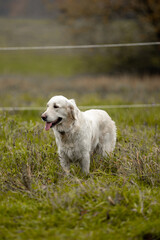 Two Labrador dogs run across a green field and play in a puddle