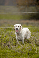Two Labrador dogs run across a green field and play in a puddle