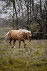 A beautiful horse gallops across a green field